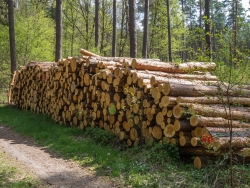 Holzpolter im NSG Kienhorst