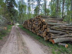Holzpolter im NSG Kienhorst