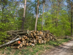 Holzpolter im NSG Kienhorst