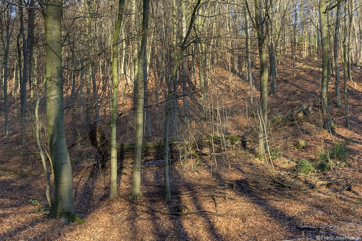 Buchenmatrone im FFH-Gebiet Wälder bei Porta Westfalica