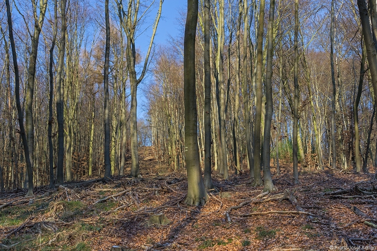 breite Rückegasse im dünnen Buchenbaumholz