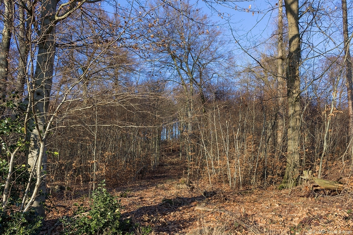 breite Rückegasse durch Buchenstangenholz mit wenigen Überhältern