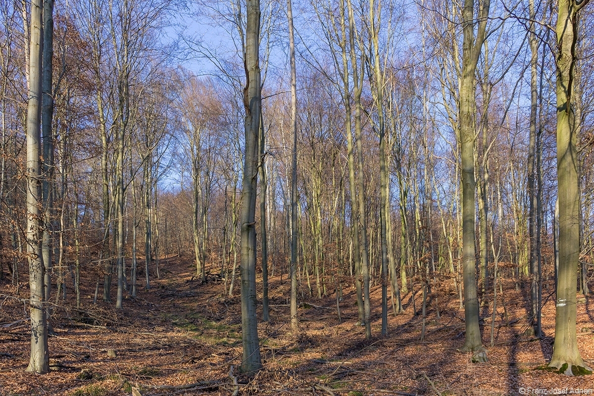 breite Rückegasse durch Buchenstangenholz und dünnen Baumholz