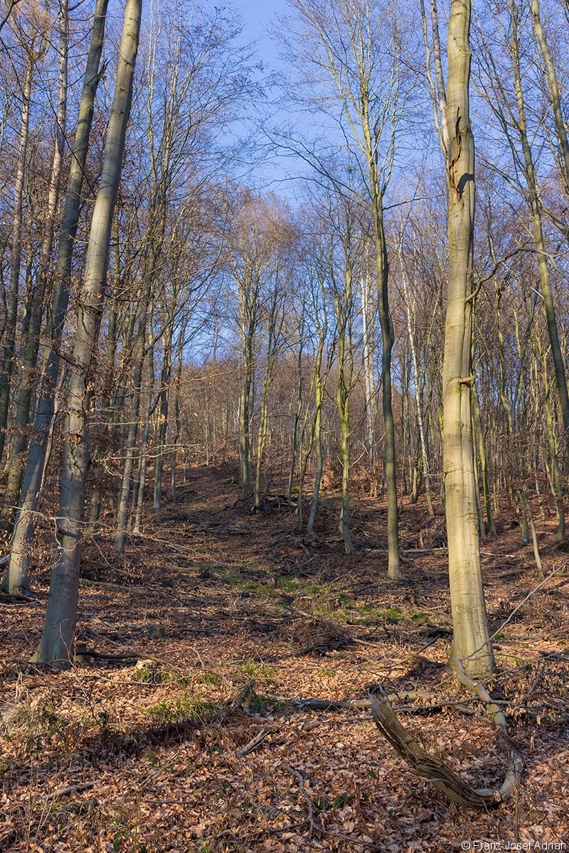 breite Rückegasse durch dünnes Baumholz mit wenigen Überhältern im Hintergrund
