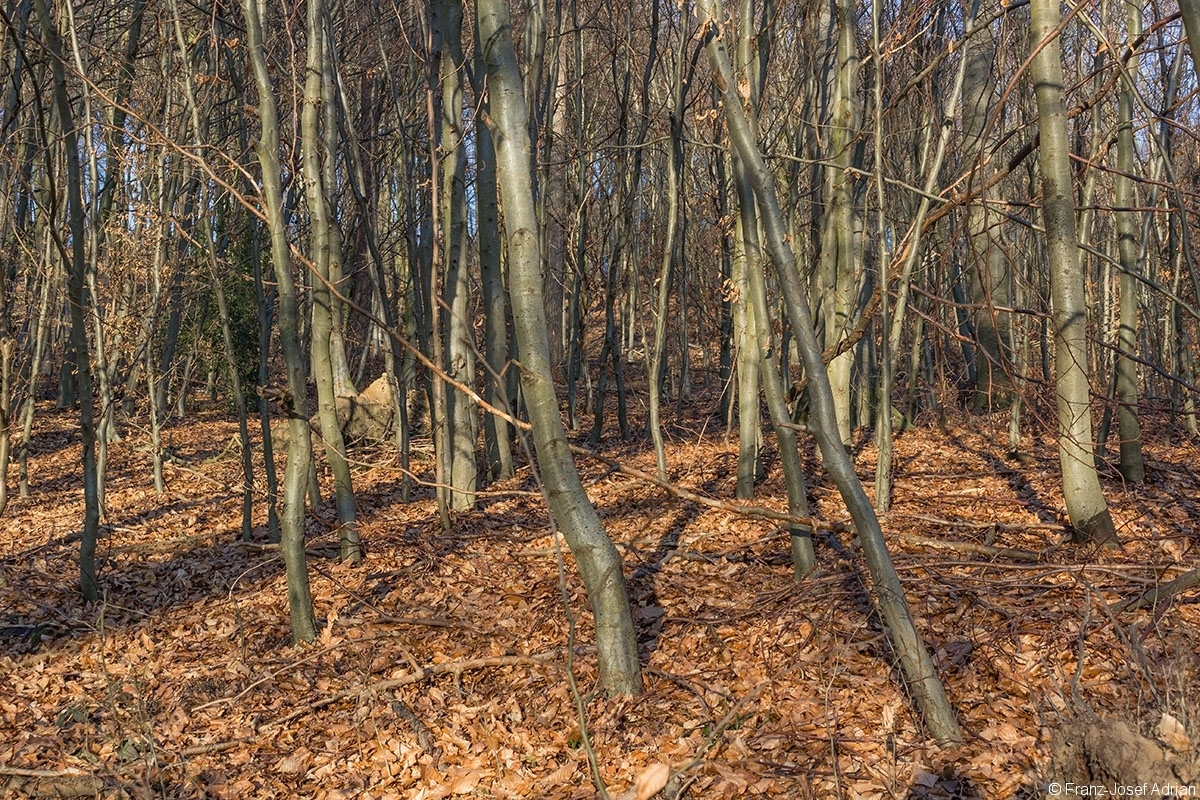 dichtes Stangenholz