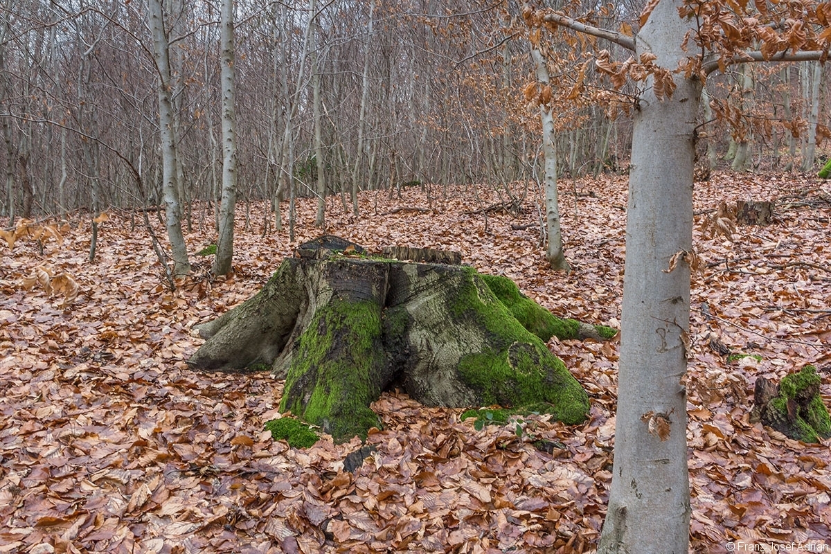 Stubben inmitten von Stangenholz im FFH-Gebiet Wälder bei Porta Westfalica