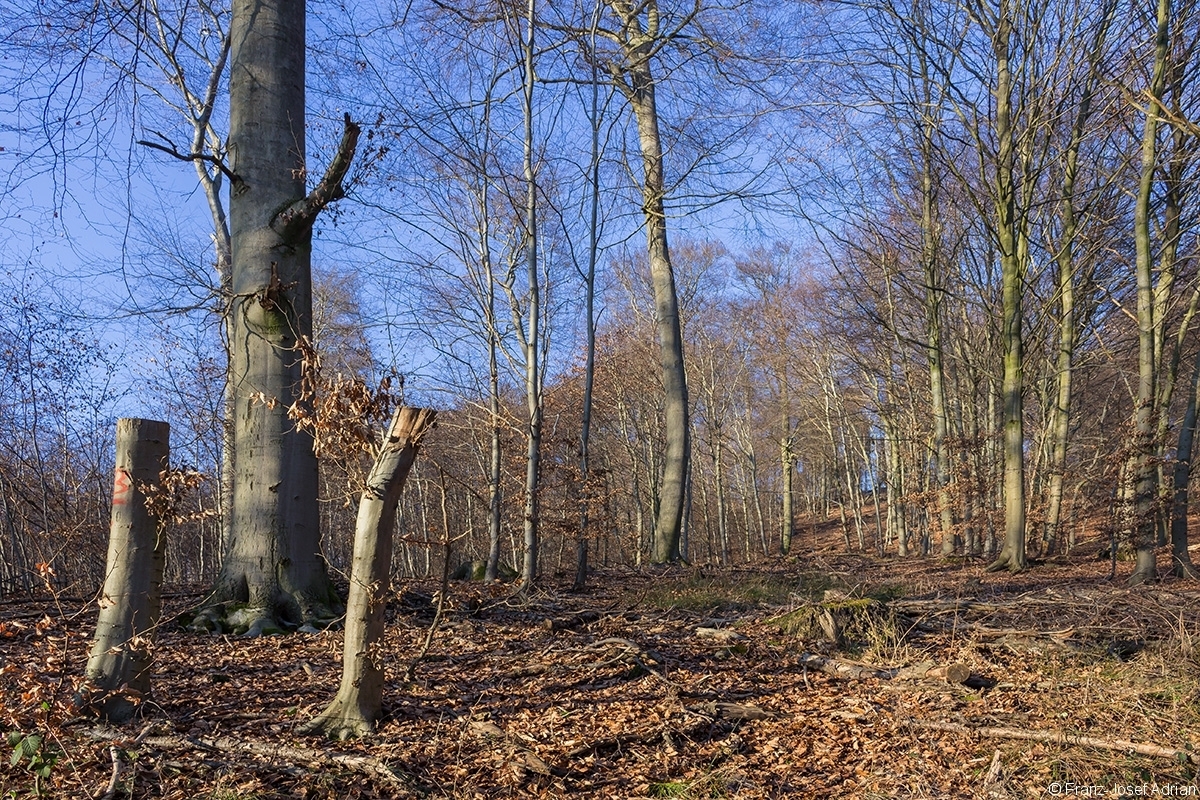 Rückegasse durch Buchenstangenholz mit Überhältern am linken Gassenrand