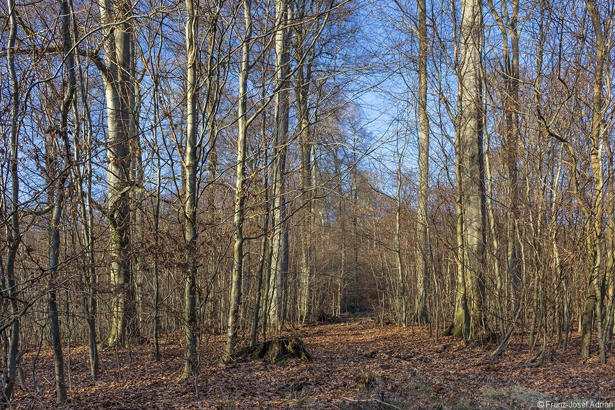 breite Rückegasse im zweischichtigen Schirmschlag-Wald