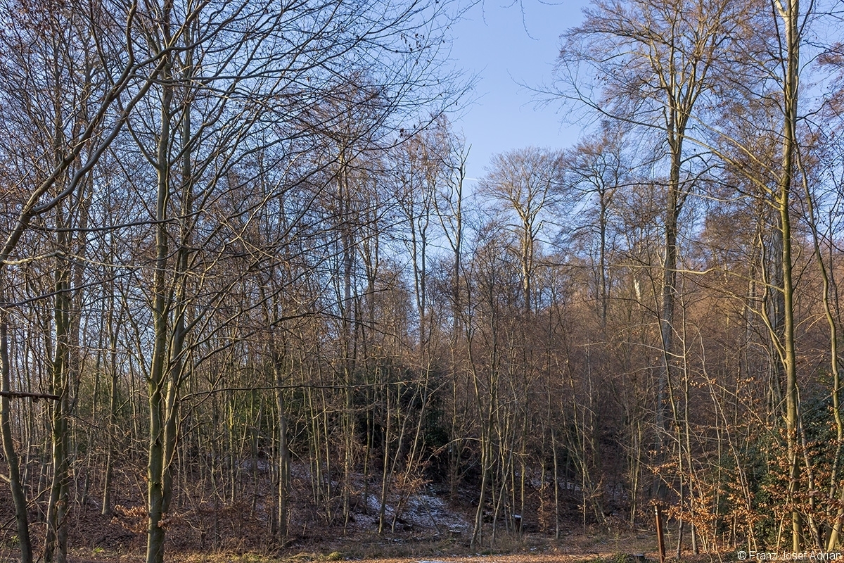 Überhälter im dünnen Buchenbaumholz