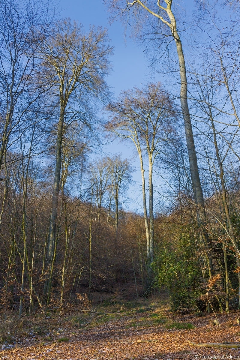 vereinzelte Überhälter im dünnen Baum- und Stangenholz