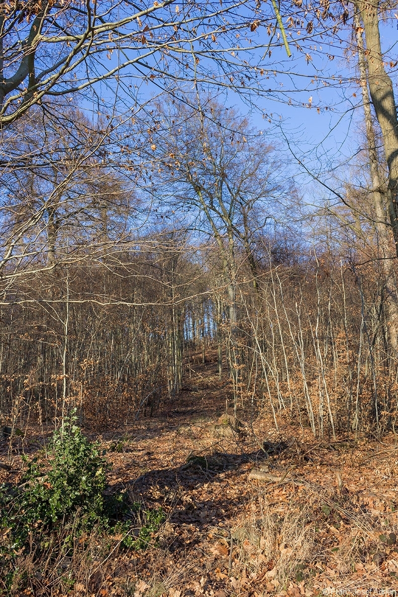 Überhälter im Stangenholz links und rechts der breiten Rückegasse