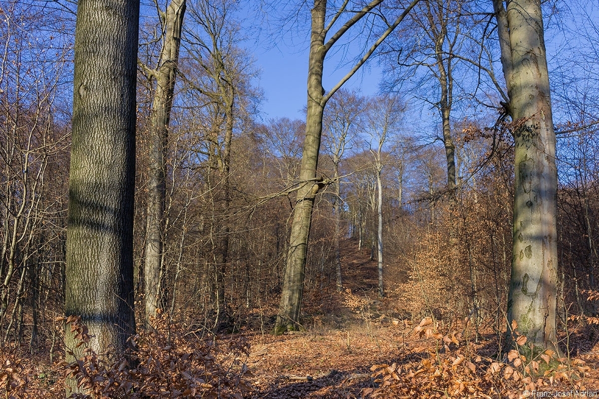 Überhälter links und rechts der breiten Rückegasse
