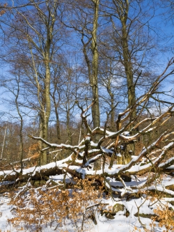 Buchenwald am Quernstweg