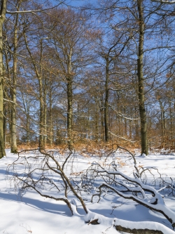 Buchenwald am Quernstweg