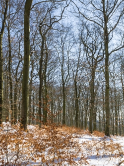 Buchenwald am Quernstweg