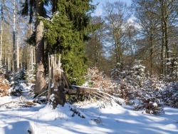Windwurffläche am Quernstweg