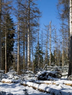 Windwurffläche am Quernstweg