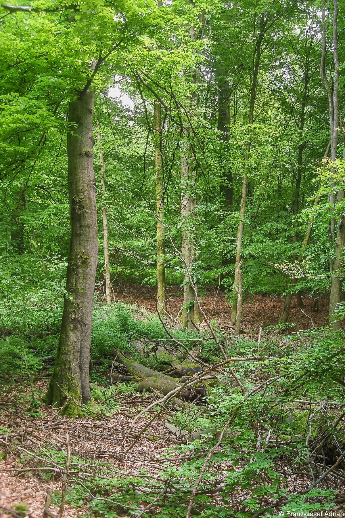 Eppelborn_Wirtschaftswald