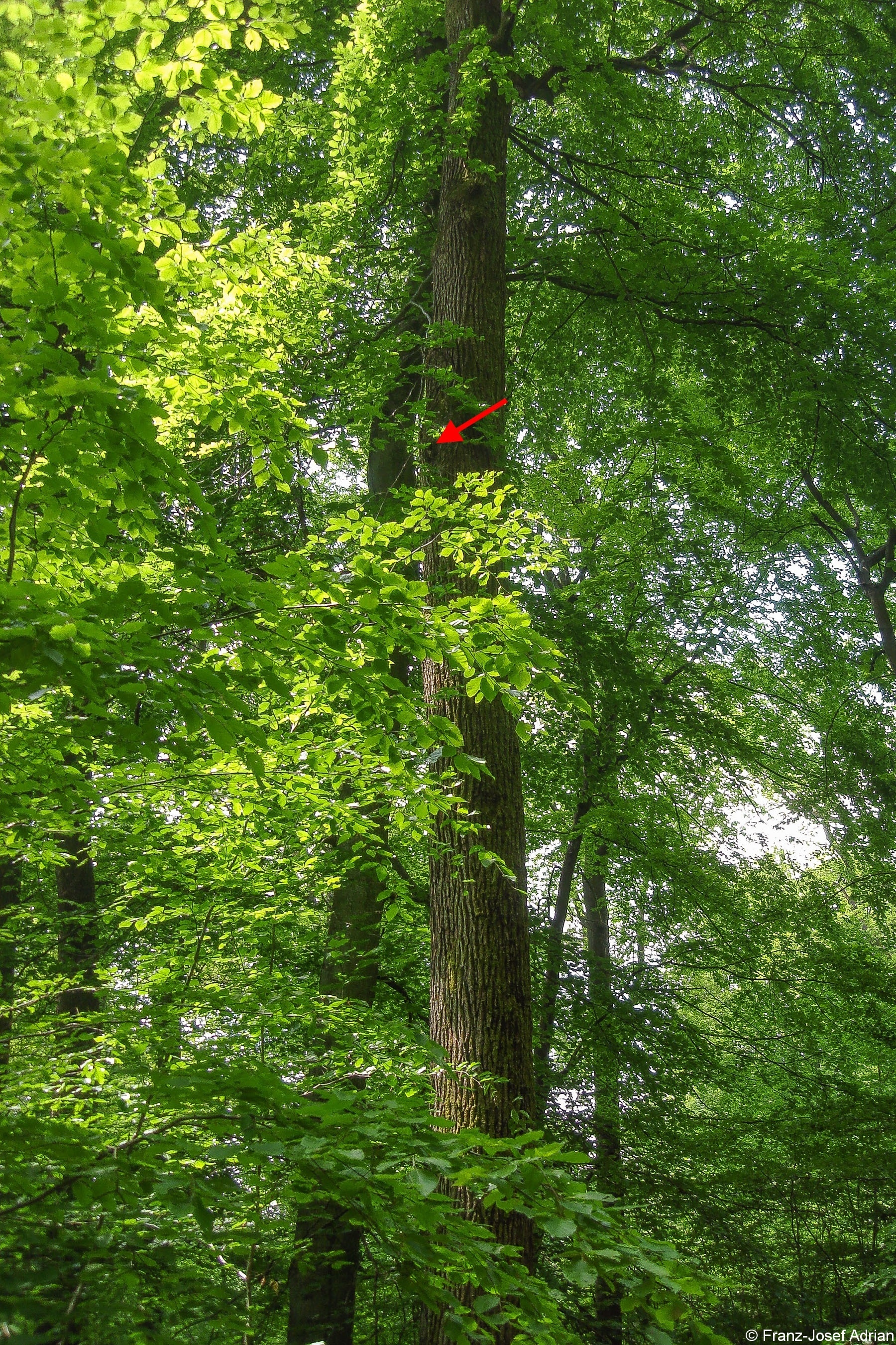 Spechthoehle_2