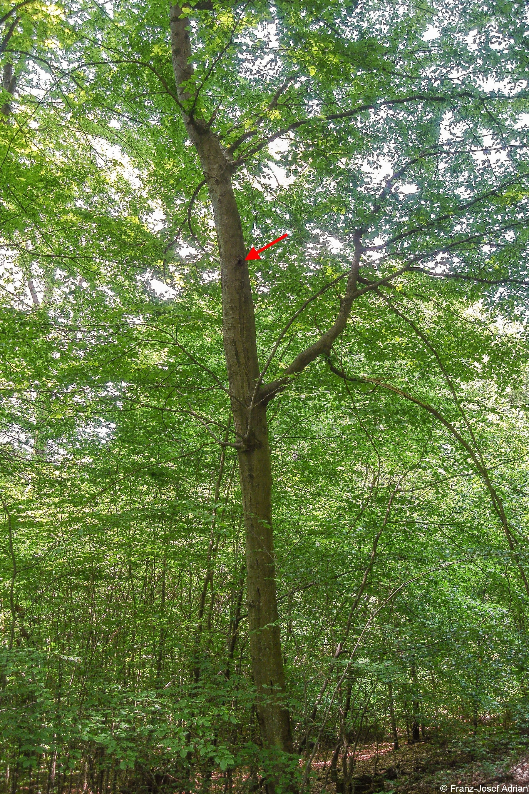 Spechthoehle_3