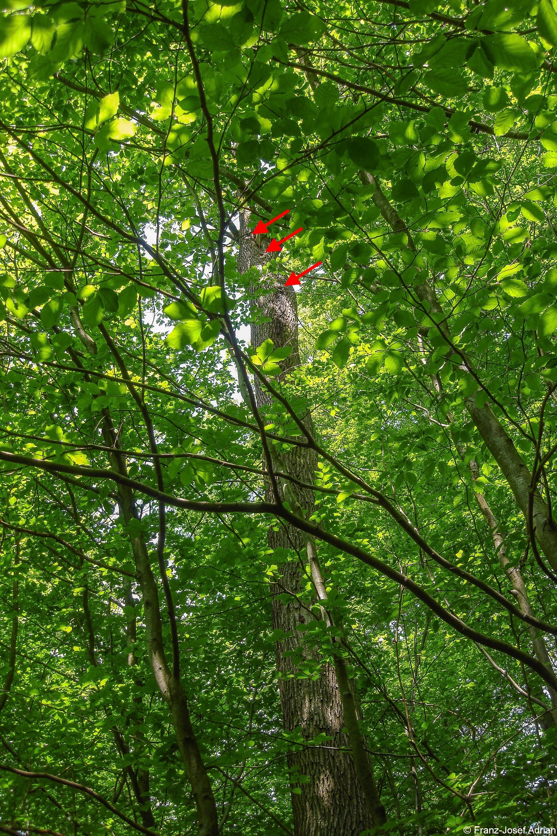 Spechthoehle_4