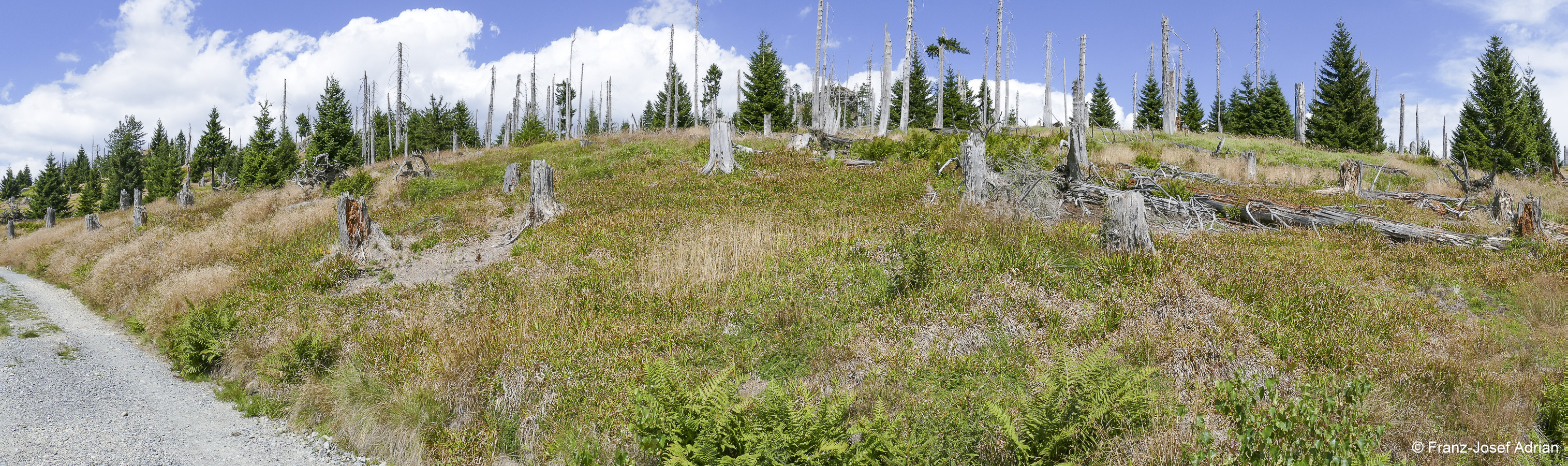 Rachel-Waldsteppe-Panorama-1