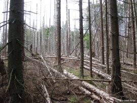 Morbide-1