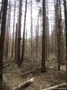 Morbide-2