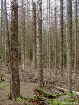 Morbide-3