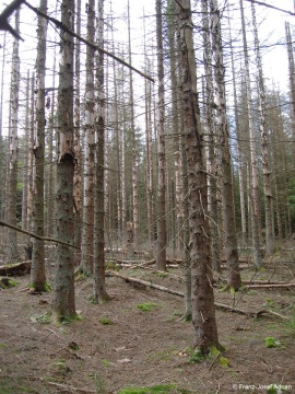 Morbide-4