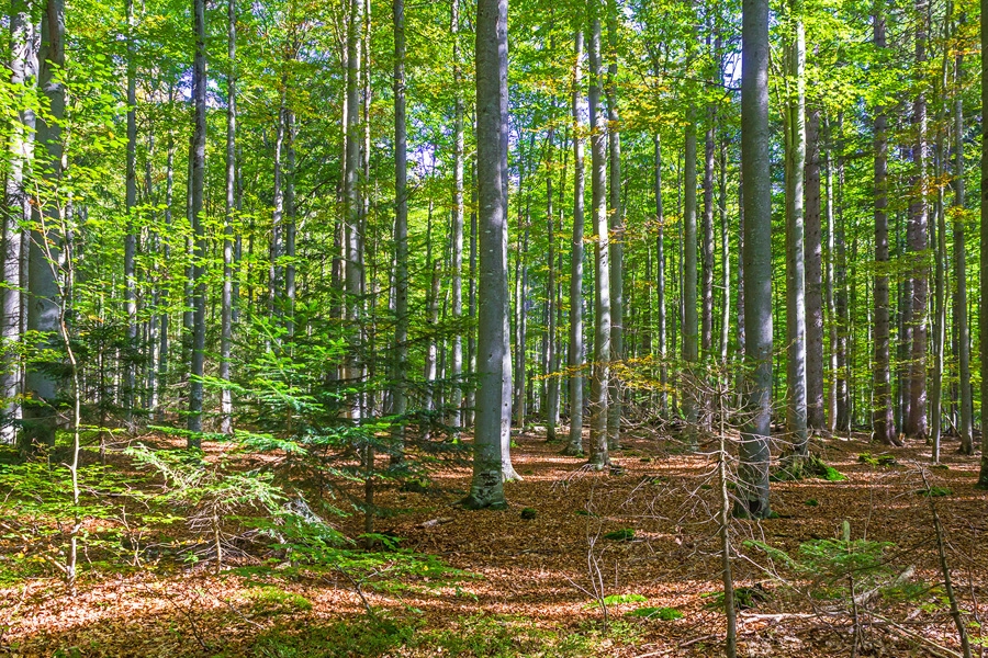 86 jähriger Buchenwald nördlich des Parkplatzes Gfäll