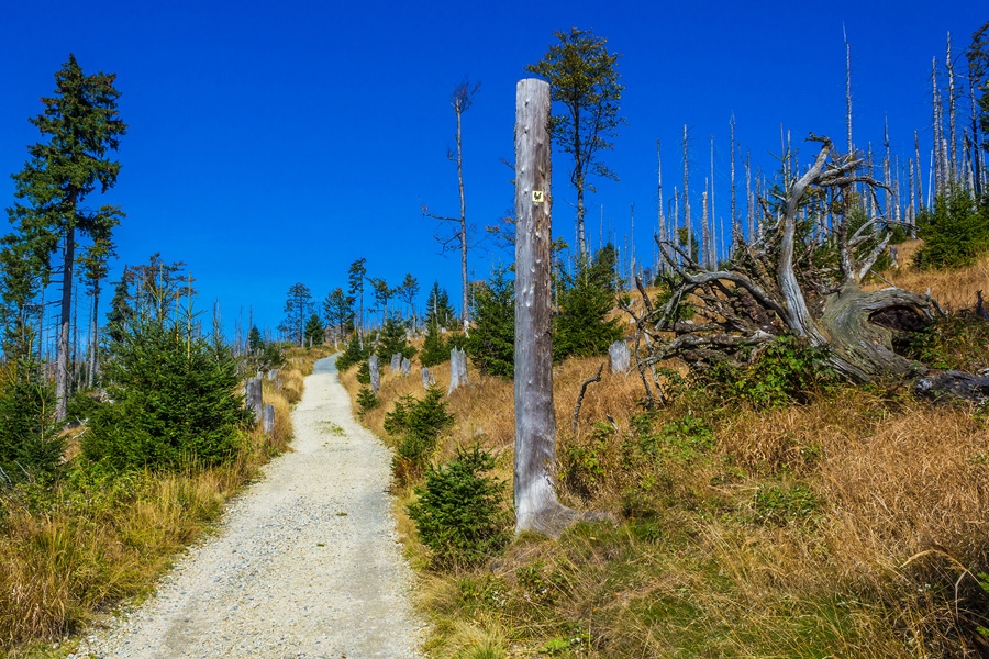 Auerhahnweg zum Rachel kurz oberhalb der Grenze zum Hochlagenwald
