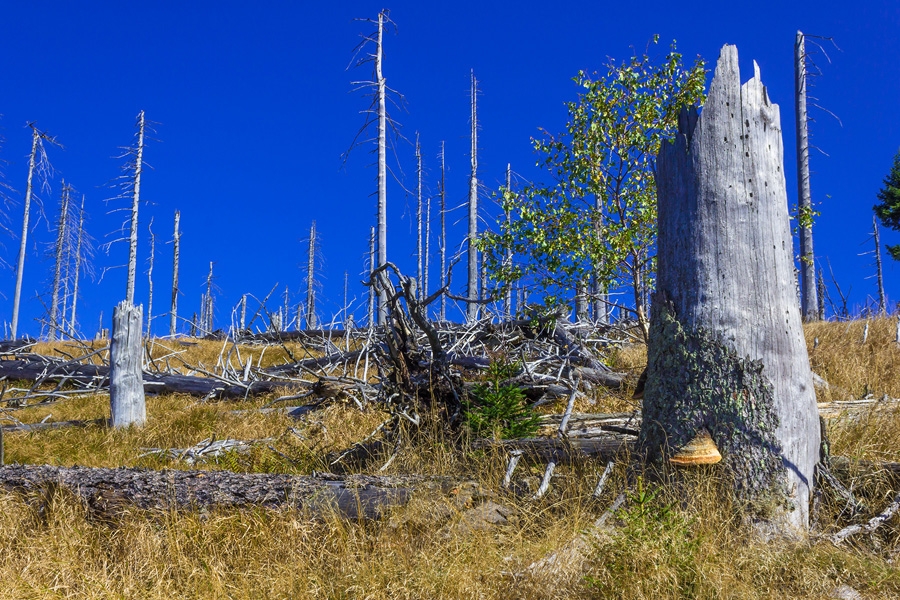 Pionierbaum Birke hinter Stubben mit Fichtenporling