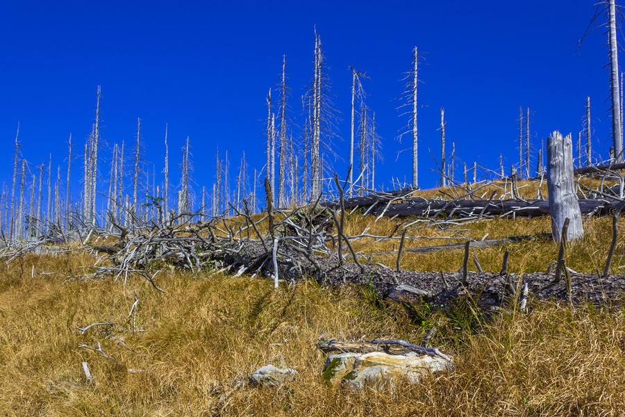steppenartige Fläche ohne Naturverjüngung