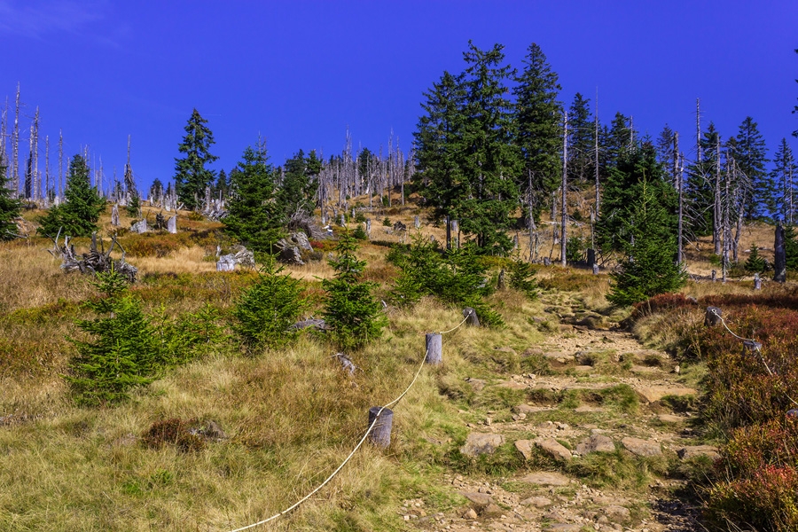Steinstufen auf dem letzten Anstieg zum Rachelgipfel hinter dem Waldschmidthaus