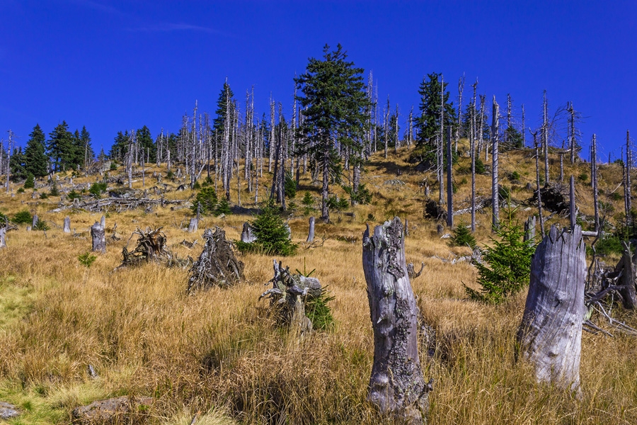 Südhang unterhalb des Rachelgipfels