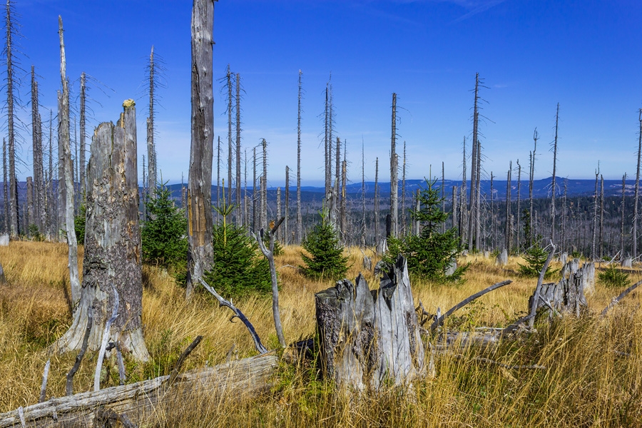 abgestorbener alter Bergwald auf der Nordseite des Rachels