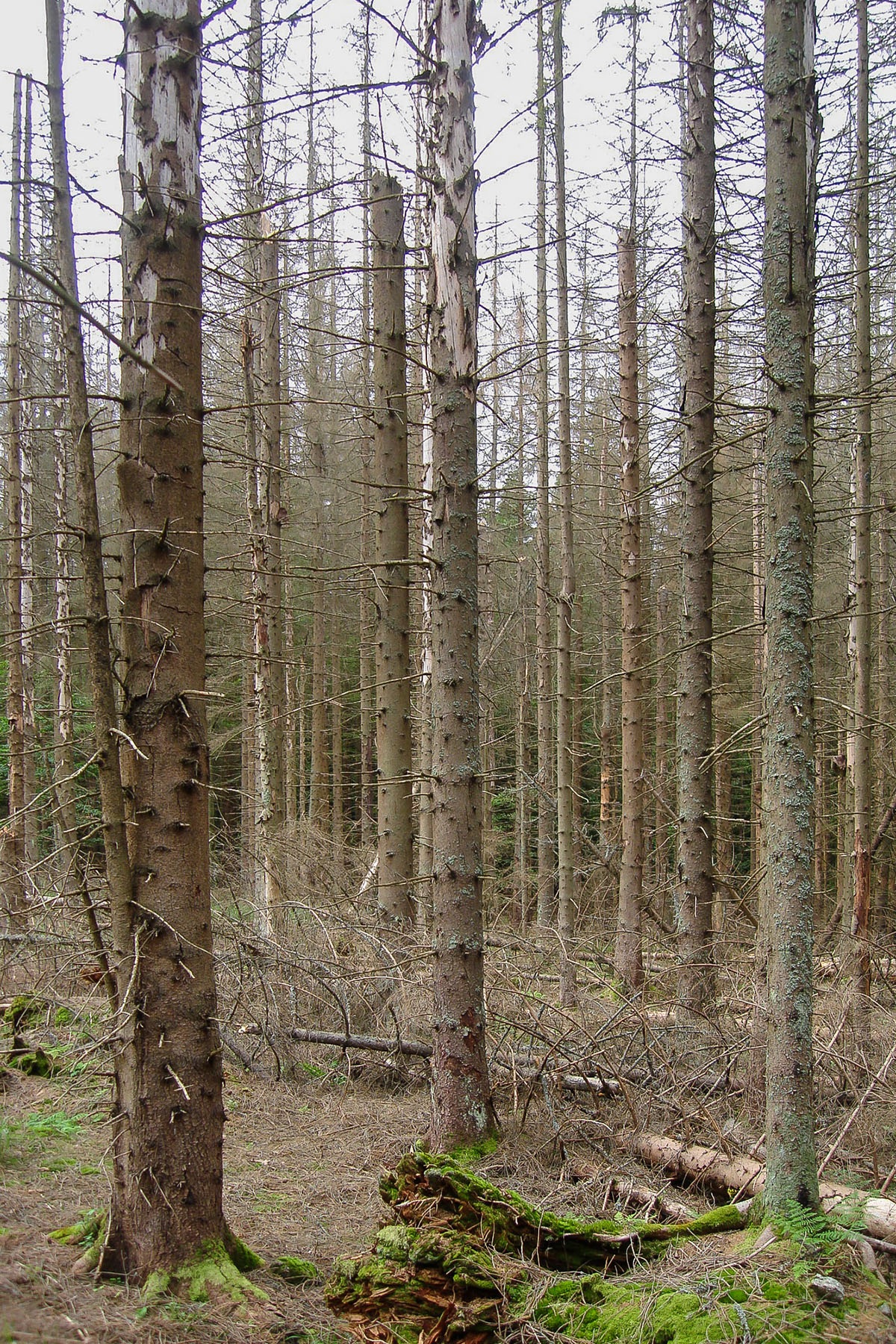 Rachel_2009_3
