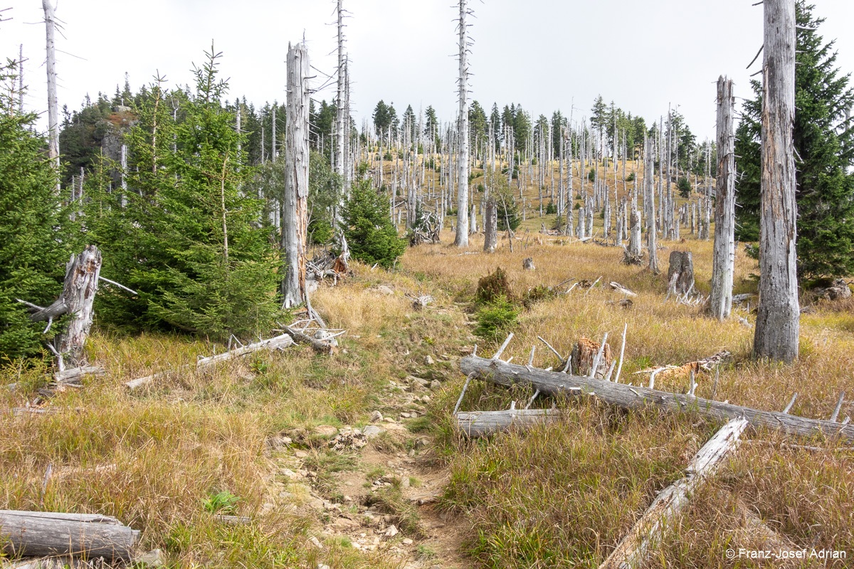 Waldsteppe-Totholz-5
