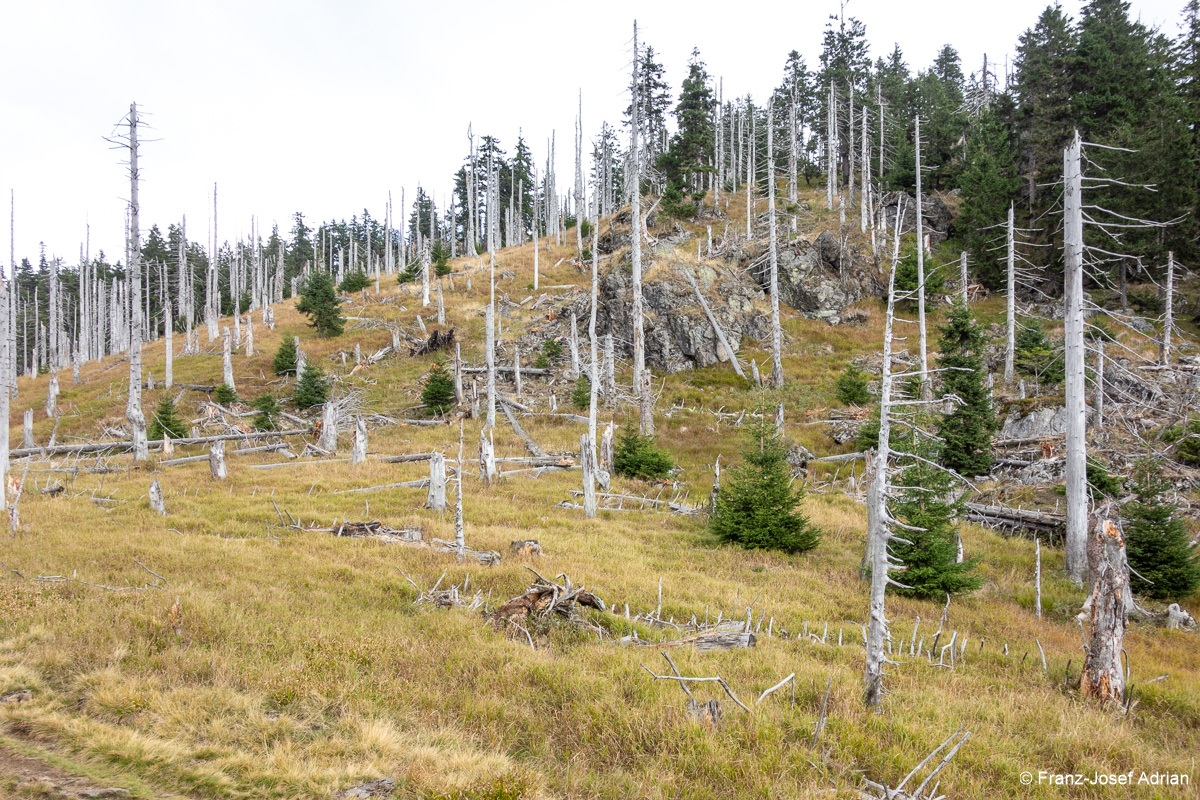 Waldsteppe-Totholz-9