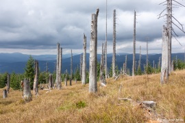 Waldsteppe-Totholz-4K-1
