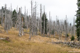Waldsteppe-Totholz-4K-10