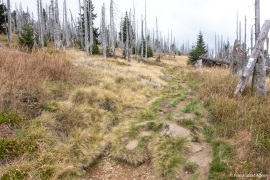 Waldsteppe-Totholz-4K-12