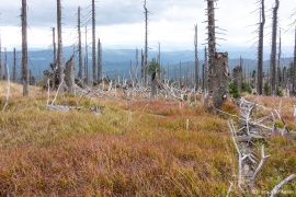 Waldsteppe-Totholz-4K-14
