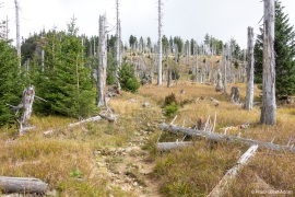 Waldsteppe-Totholz-4K-2