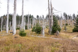 Waldsteppe-Totholz-4K-3