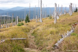 Waldsteppe-Totholz-4K-5
