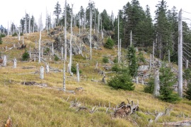 Waldsteppe-Totholz-4K-6