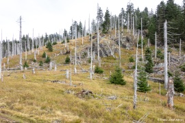 Waldsteppe-Totholz-4K-7
