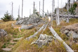 Waldsteppe-Totholz-4K-8